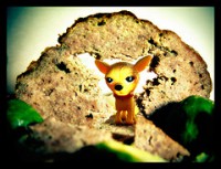 /album/petits-chihuahues/a2087686870-46f795f541-m-jpg/
