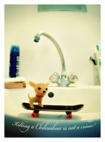 /album/petits-chihuahues/a1603344280-a43a967e52-m-jpg/