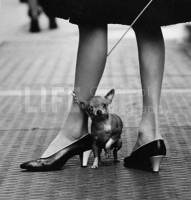 /album/chihuahuas-in-black/publish-worksimages-joel-yale-chihuahua-and-pappagallo-shoes-lg-jpg1/