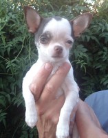 /album/el-charrito-cimarron-de-enanos-del-castillo/dscf5354web-jpg/