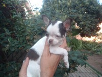 /album/el-charrito-cimarron-de-enanos-del-castillo/dscf5356web-jpg/