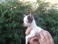 /album/el-charrito-cimarron-de-enanos-del-castillo/dscf5360web-jpg/